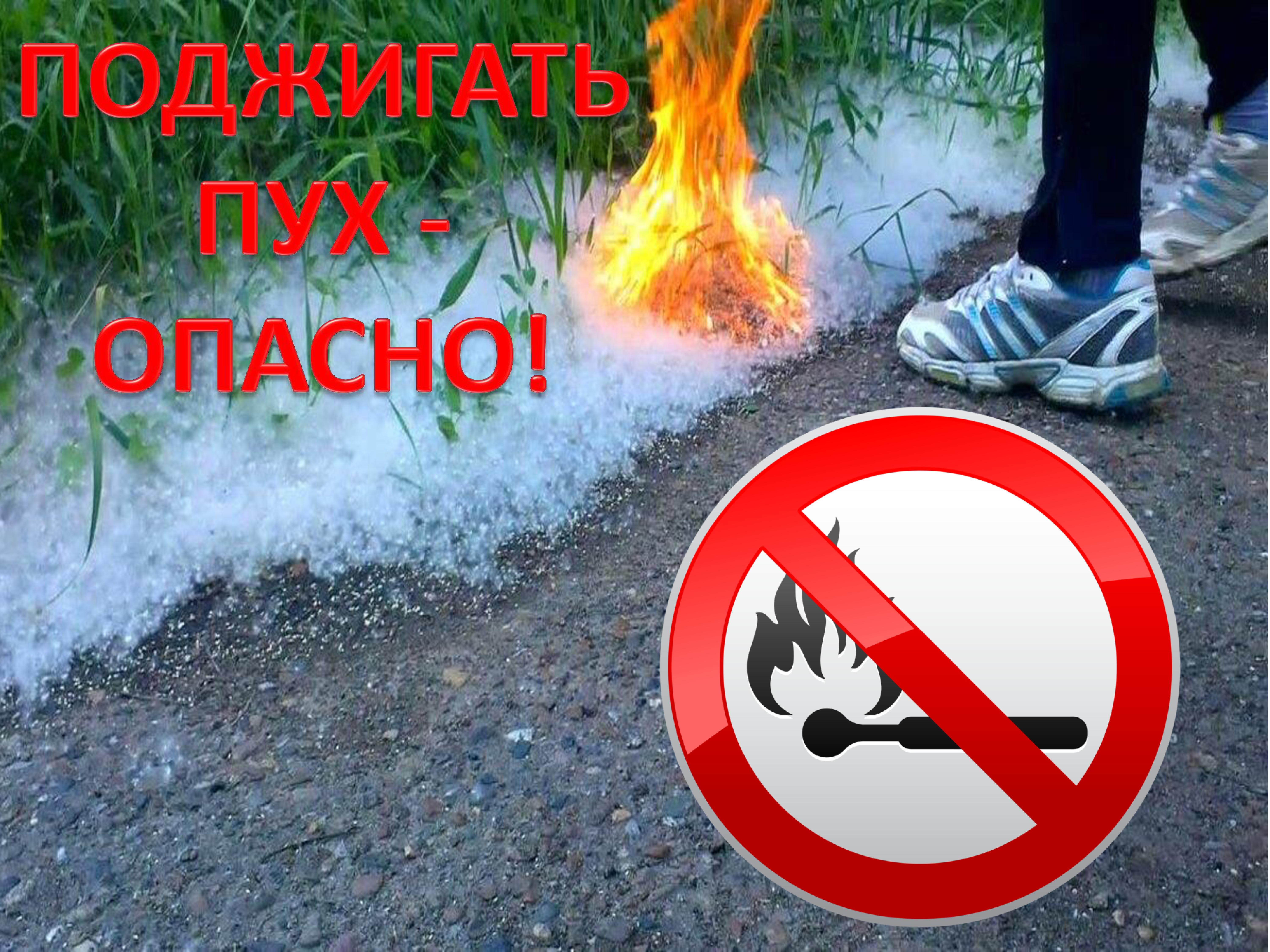 Тополиный пух пожарная безопасность. Профилактика возгорания тополиного пуха. Тополиный пух. Не поджигать тополиный пух. Пожарная безопасность не поджигайте тополиный пух.